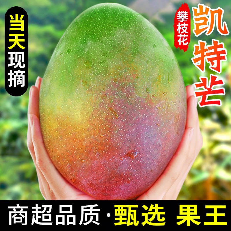 四川新鲜凯特攀枝花芒果大果