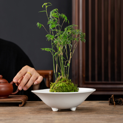 水培器皿苔藓球菖蒲花盆陶瓷家用盆景盆巴西木盆栽盆子剑山插花器