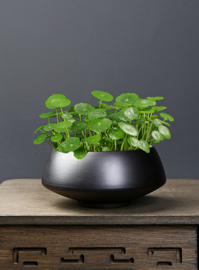 禅意黑色水培器皿无孔陶瓷花盆家用养铜钱草碗莲睡莲盆缸盆栽盆景