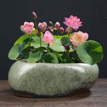 仿石头复古铜钱草专用花盆陶瓷睡莲碗莲荷花盆缸无孔大号水培器皿