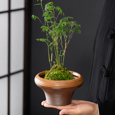 巴西木菖蒲苔藓球托盘米竹六月雪专用盆景盆水培器皿水仙花盆陶瓷