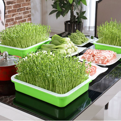 Карабкая из фасоли прорастает горшок гидропонный оборудование для растительного оборудования.