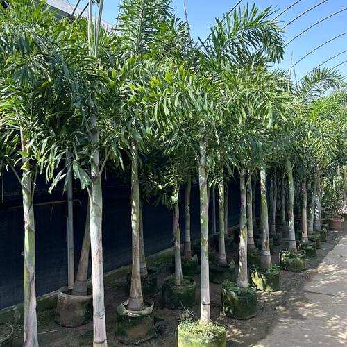 狐尾椰子树热带雨淋大型绿植庭院室外暴晒植物四季常青盆栽棕榈树