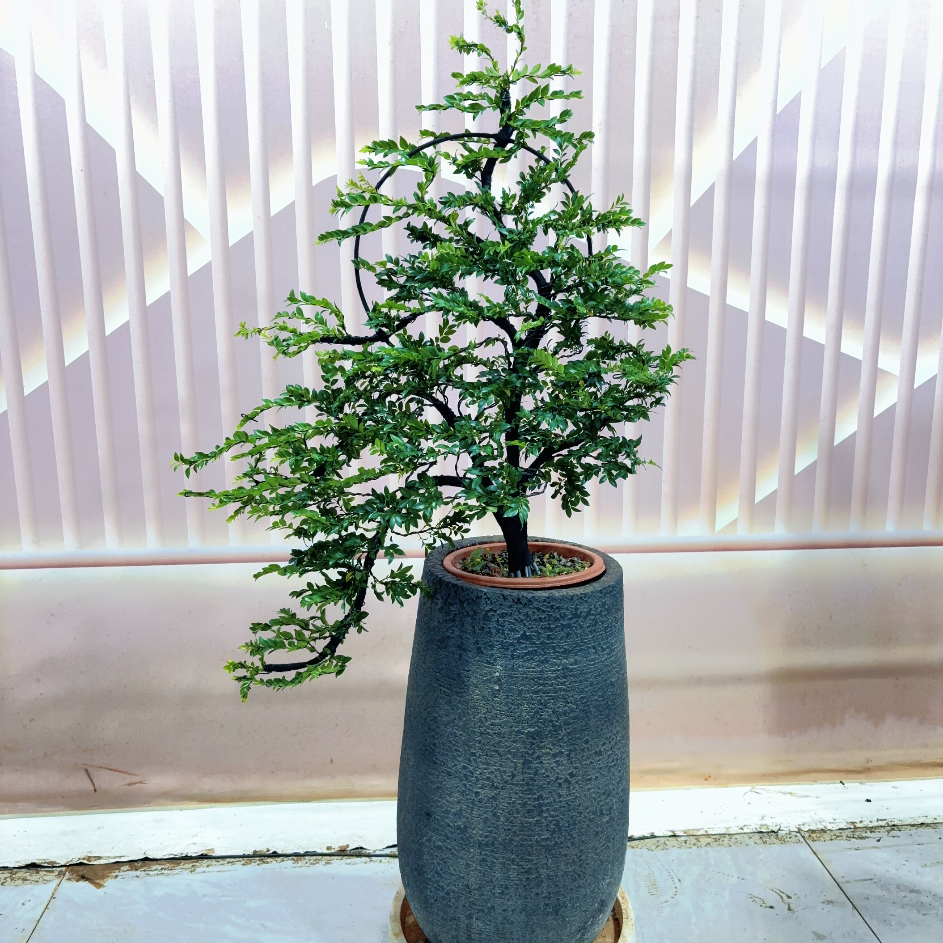 广东小叶紫檀老桩造型树