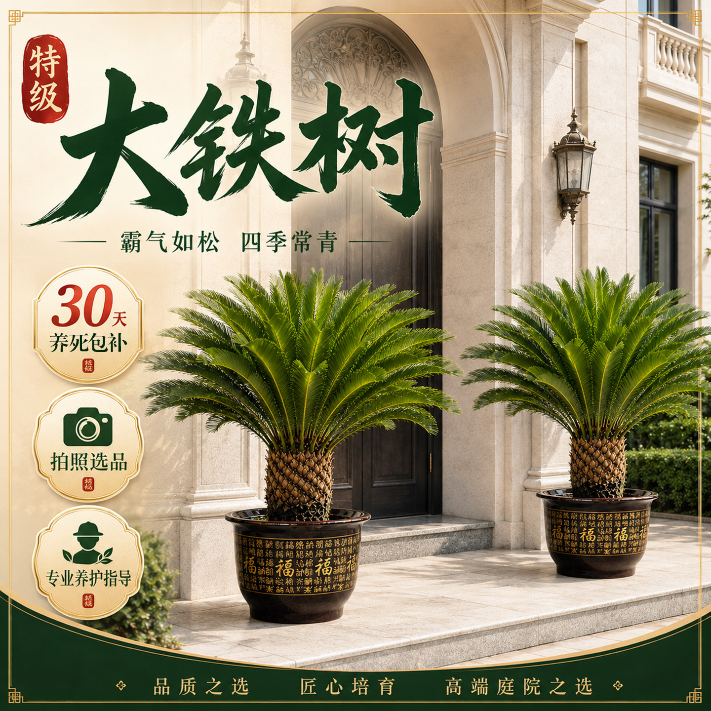 铁树盆栽公母一对庭院门口图片