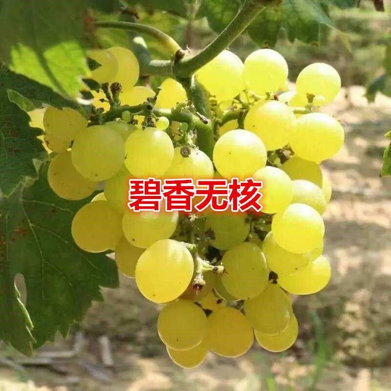 超早熟葡萄苗 碧香无核葡萄 盆栽地栽果树苗木无核葡萄树当年结果