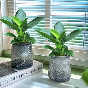 【买一送一】金钻绿公主盆栽室内美观大气桌面金钻绿植四季常青