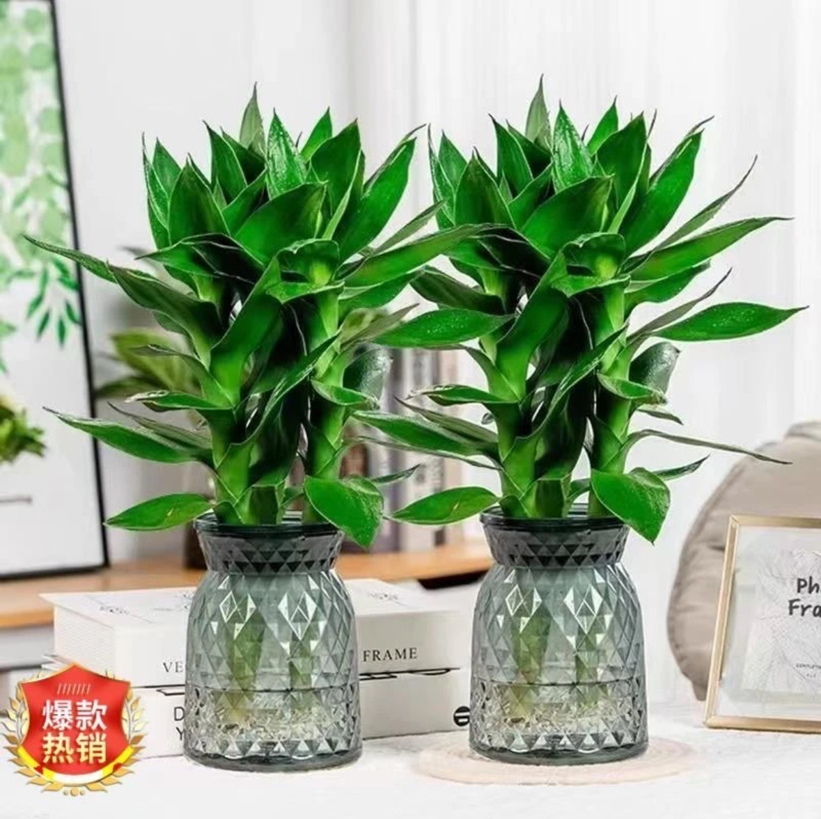 观音竹富贵竹水培植物室内四季好养绿色桌面盆栽新房去甲醛的绿植