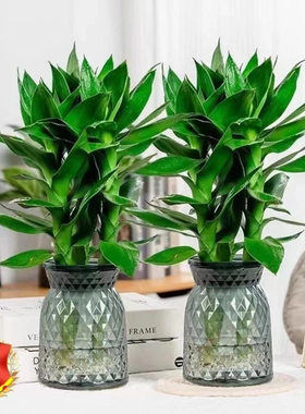 【买一送一】水培观音竹室内四季好养绿色桌面盆栽去甲醛新房绿植