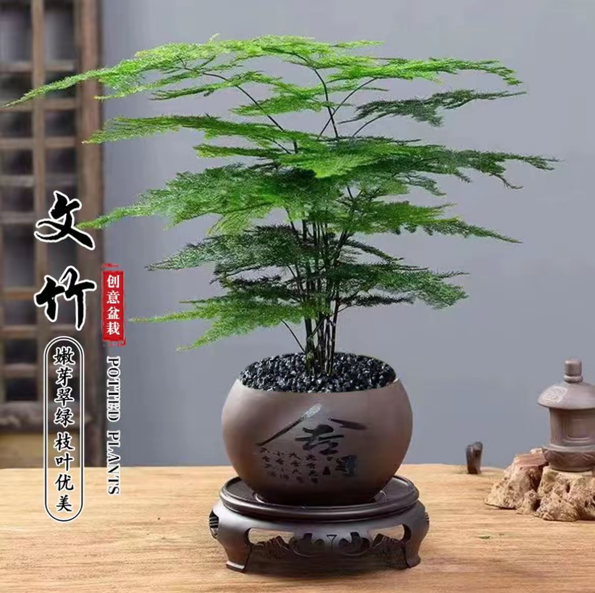文竹盆栽植物室内客厅绿植