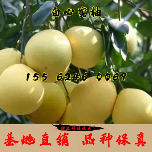 三红蜜柚苗价格 三红蜜柚苗图片 星期三