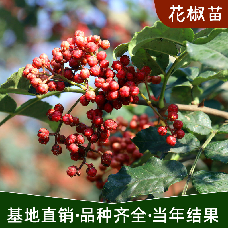 当年麻椒树苗种植韩城盆栽北方花椒苗花椒苗九叶结果大红袍无刺