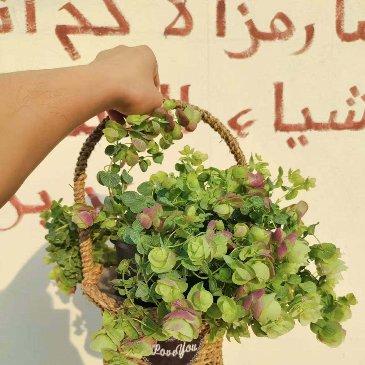 折纸画观赏牛至盆栽多年生耐寒花园阳台垂吊观花观叶植物