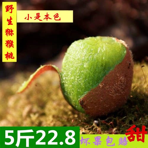 野生猕猴桃陕西秦岭小迷糊桃奇异果5斤天然新鲜水果包邮8月底发货