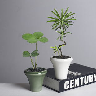 迷你冰裂喇叭口小花盆陶瓷多肉绿植竹柏酒店花器创意桌面盆栽盆子