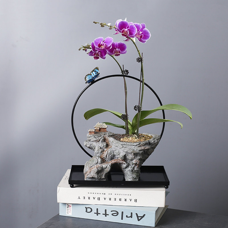 铁艺悬挂式创意植物蝴蝶兰盆摆件文竹铁树花盆悬浮微景观家居盆景,鲜花速递/花卉仿真/绿植园艺,花盆,淘宝优惠券,粉丝福利购,淘宝优惠卷