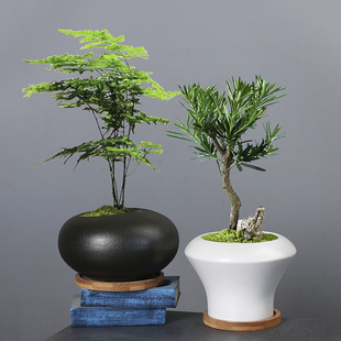 侘寂风小绿植文竹发财树专用花盆简约复古清仓蝴蝶兰绿萝花器小号