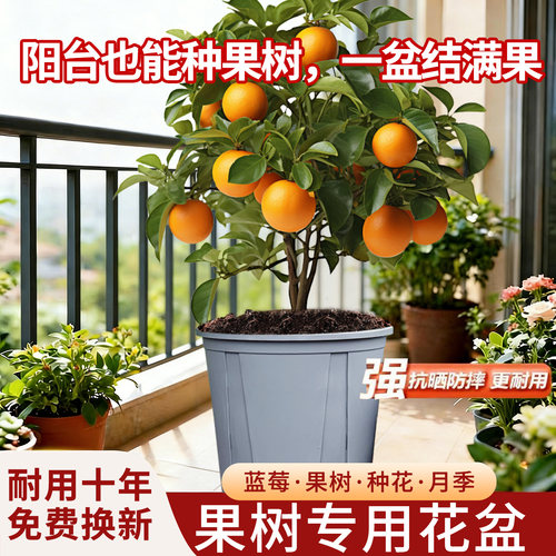 果树种植盆加厚透气蓝莓树控根盆