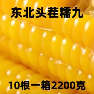 大棒子糯九2025头茬东北黄糯玉米香甜黏糯粘新鲜非转基因孕妇真空
