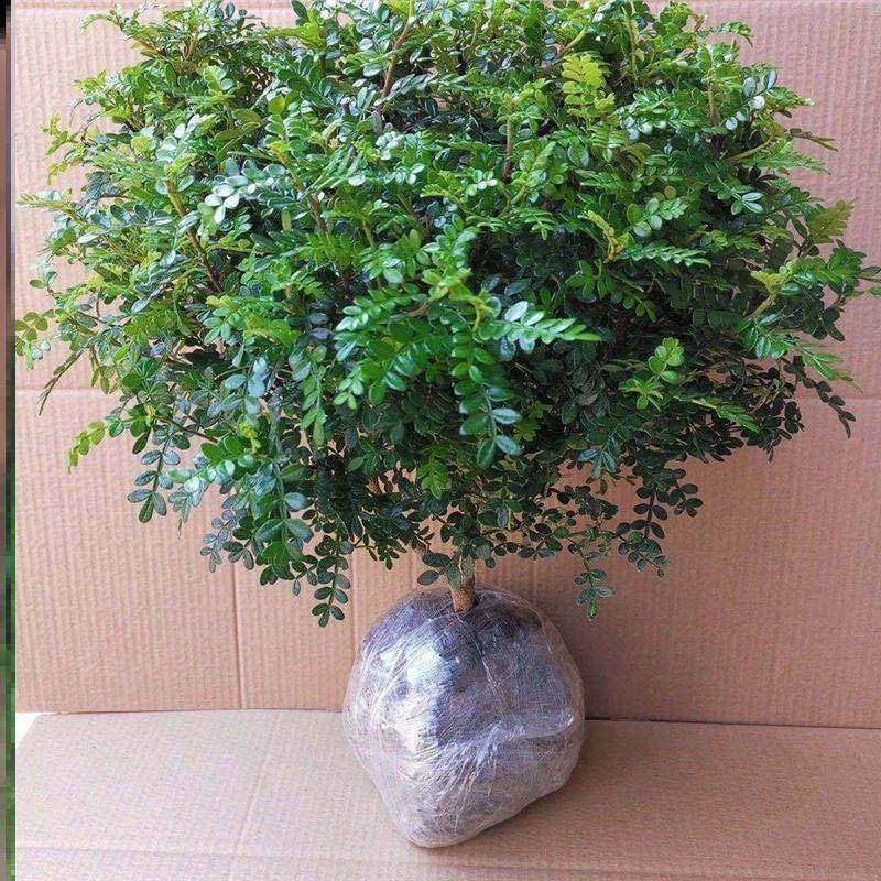 家用驱蛇植物草庭院室外盆栽决明灭蛇防蛇花卉蛇灭门四季专用