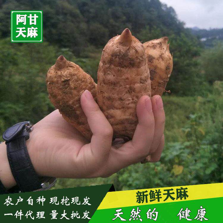新鲜天麻  500g一斤包邮 10个一斤 非云南昭通干天麻 小天麻