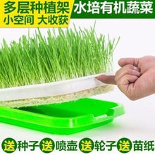 四季播芽苗菜种子育苗盘小麦豌豆苗1