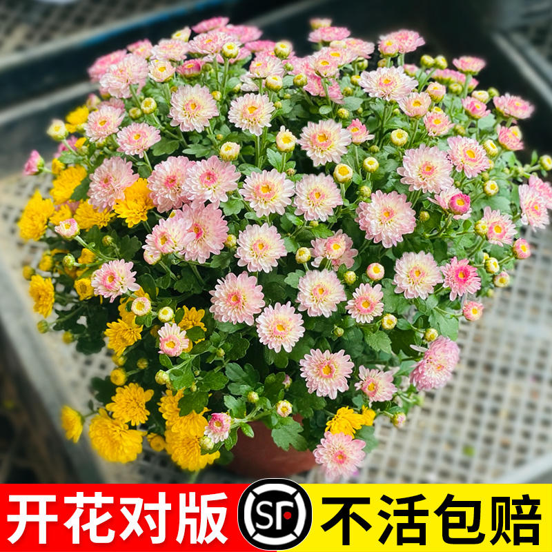 混色糖果菊花种籽子阳台庭院花籽