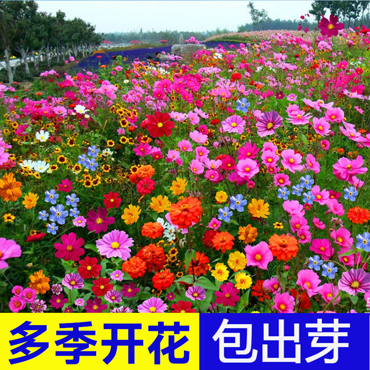 野花组合花种子室外易活庭院格桑花波斯菊一年四季播种都开花籽种