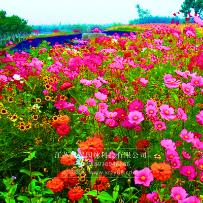 组合易活阳台盆栽花卉种子包邮