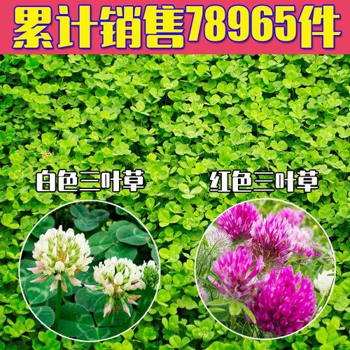 绿化草坪种子白三叶草种子红三叶草种子四季多年生车轴草种子草籽 - 封面