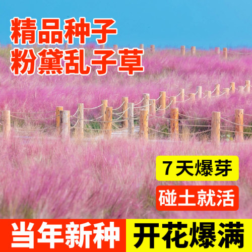 粉黛乱子草花种子耐寒四季播种