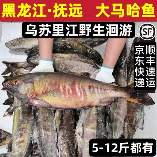 新鲜冷冻东北抚远江大马哈鱼整条