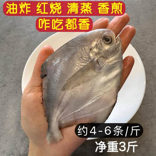 银鲳鱼鲜冻小鲳鱼平鱼扁鲳鱼海鲜海捕深海鱼小镜鱼晶鱼非金鲳鱼