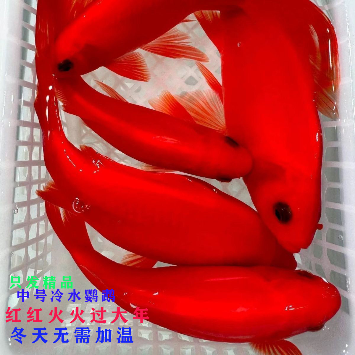 精品冷水鹦鹉鱼冷水淡水观赏鱼好养耐活自来水小鱼活金鱼锦鲤鱼缸