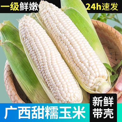 广西黄白糯玉米9甜糯牛奶玉米应季白糯棒子苞谷玉米蔬菜整箱包邮