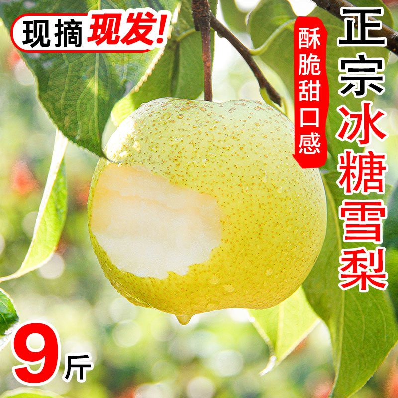 雪梨河北正宗大雪花梨新鮮冰糖雪梨止咳潤肺秋梨膏專用新水果批發(fā)