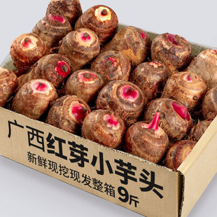 广西荔浦红芽芋现挖小芋仔毛芋头小香芋牛奶芋仔农家蔬菜粗粮粉糯