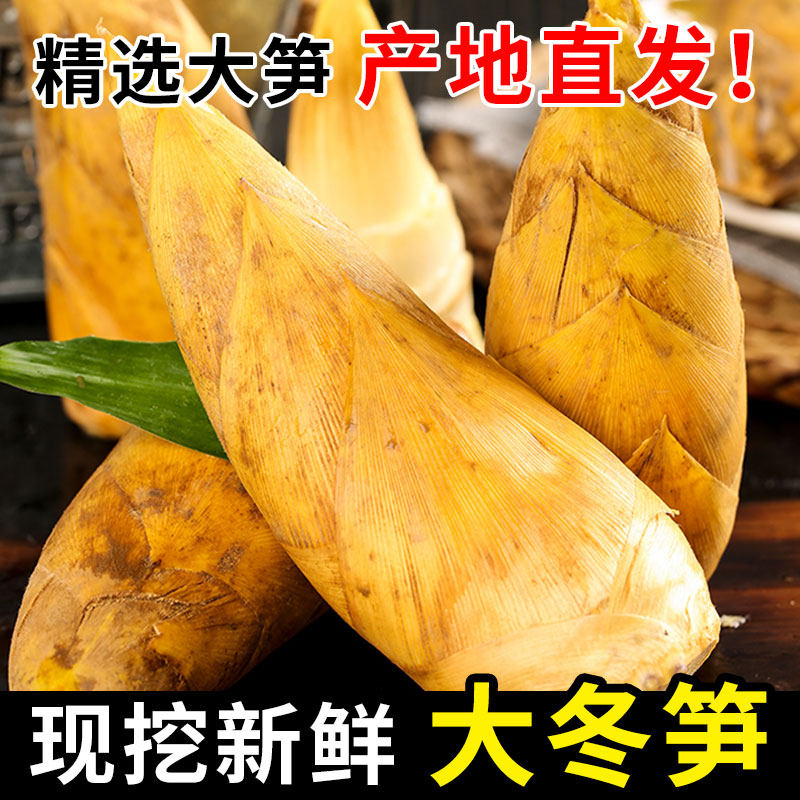 新鲜冬笋现挖5斤湖南野生当季蔬菜大竹笋鲜笋尖脆嫩非临安产包邮