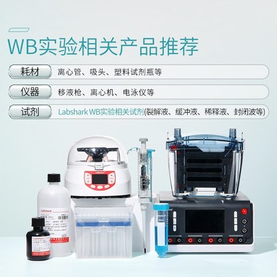 印迹孵育蛋白印迹i膜再生液Western blot稀释液抗体洗脱/稀释