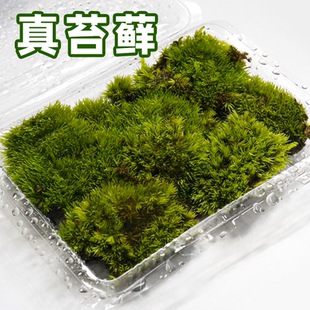 BG鲜活白发藓短绒青苔藓真绿植盆景DIY微景观生态水陆缸造景装饰