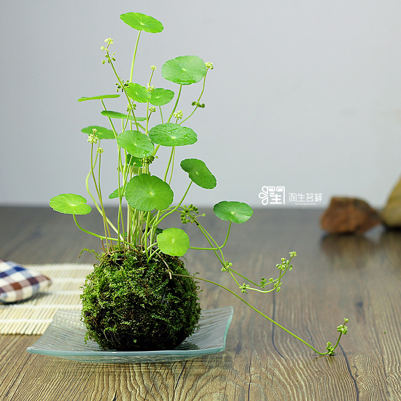 润生苔藓创意礼品价格 润生苔藓创意礼品图片 星期三