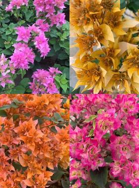 新品娇娇家三角梅重瓣红重瓣粉怡锦重瓣黄重瓣橙两盆减10