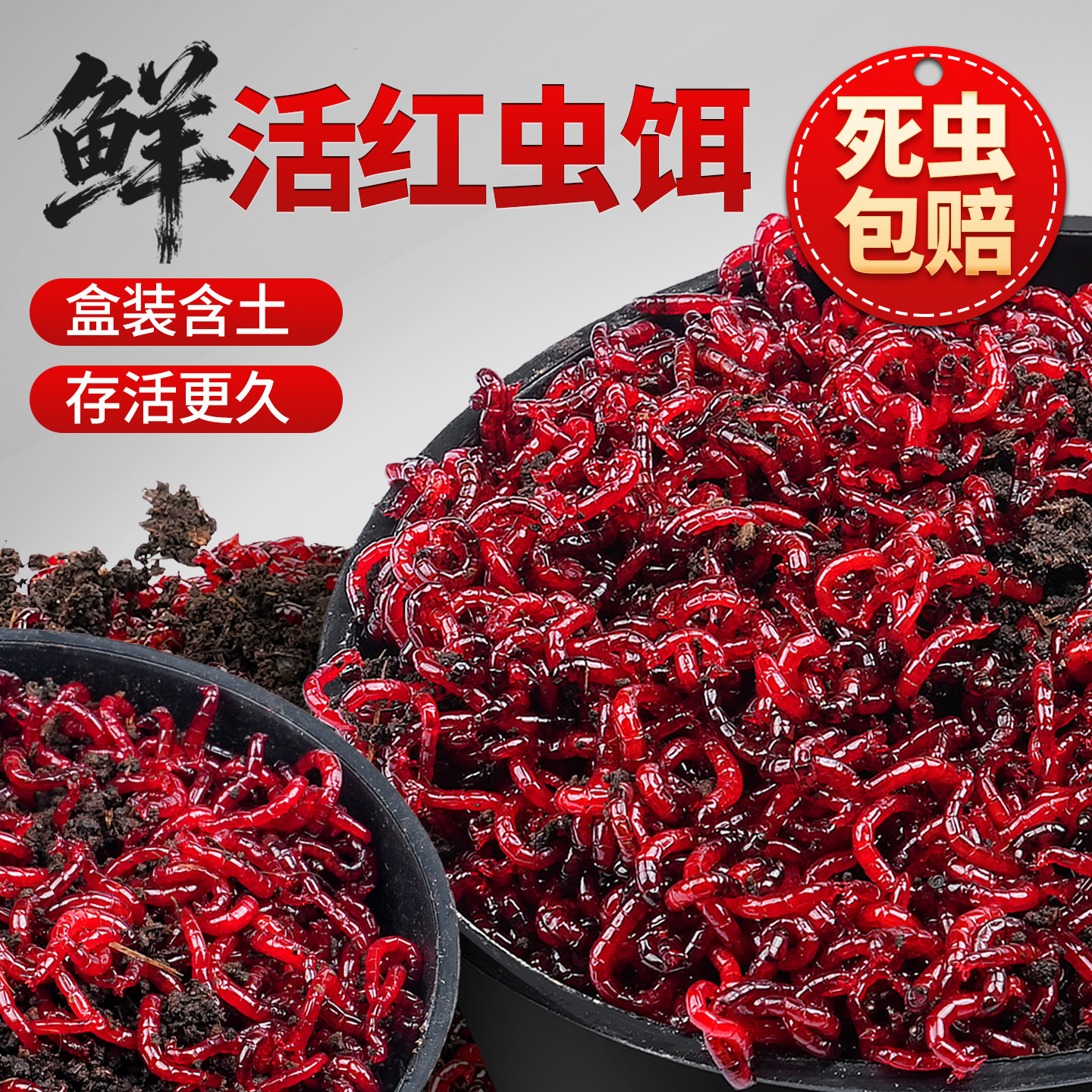 营养土红虫鲜活红虫特大号红虫活饵鱼饵料钓鱼红虫