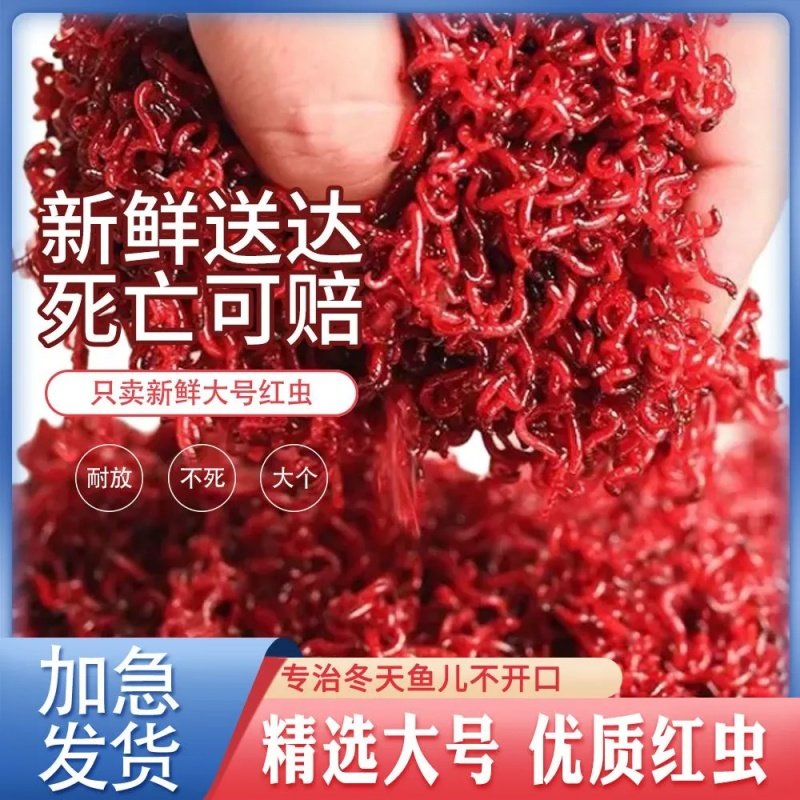 红虫活饵钓鱼饵料红虫拉饵野钓黑坑活体饵料冬季钓鱼拉饵生鲜饵料