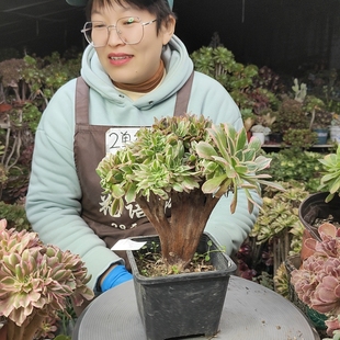 女神缀化老桩2单 2030 包邮