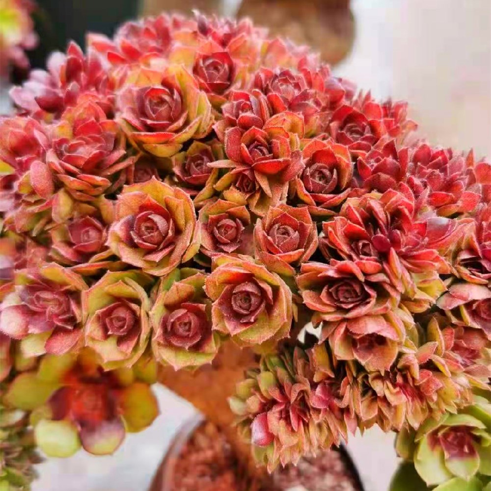 花语轩I直播间 23号链接 一物一拍 精品多肉法师老桩绿植盆栽花卉