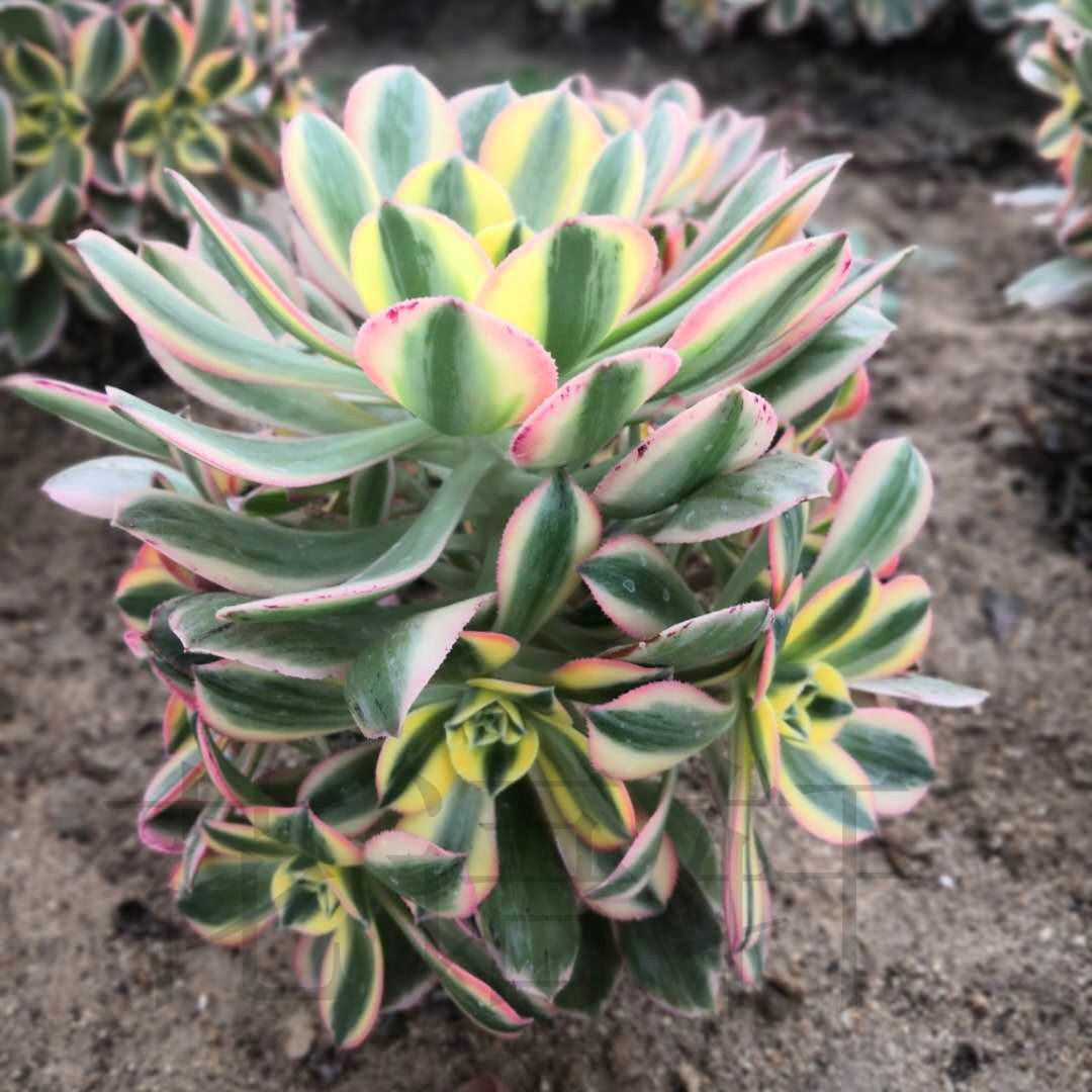 花语轩I直播间 15号链接 一物一拍 精品多肉法师老桩绿植盆栽花卉