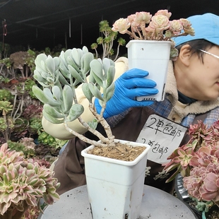 福娘老桩2单 2105 包邮