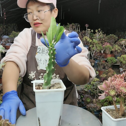 麒麟732两单包邮两天拼单脱土发货