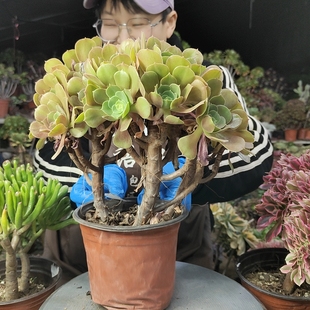 柠檬玫瑰法师老桩176两单包邮